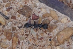 Myrmecia pilosula