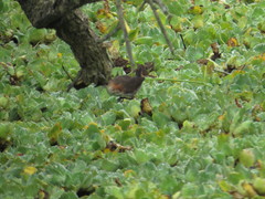 Laterallus melanophaius