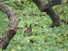 Laterallus melanophaius