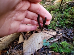 Geoglossum
