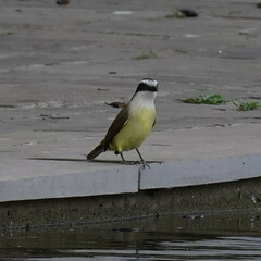 Pitangus sulphuratus