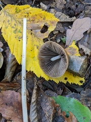 Psathyrellaceae