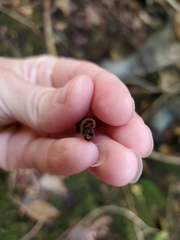 Geoglossum
