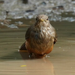 Turdus rufiventris