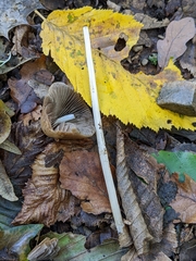 Psathyrellaceae