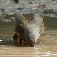 Turdus rufiventris
