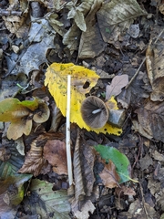 Psathyrellaceae