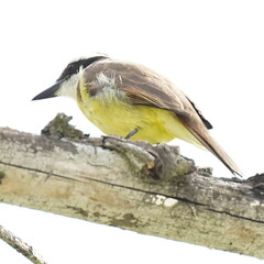 Pitangus sulphuratus