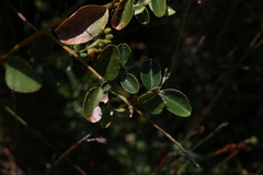 Podolobium scandens