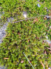 Racomitrium aciculare