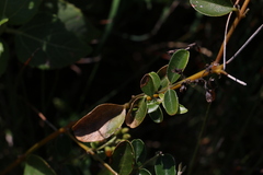 Podolobium scandens