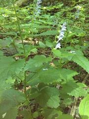 Scutellaria altissima