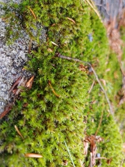 Racomitrium aciculare