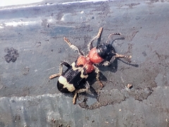 Thanasimus formicarius