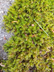 Racomitrium aciculare