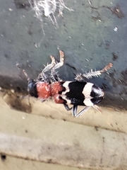 Thanasimus formicarius