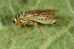 Aglaostigma lichtwardti