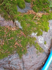 Racomitrium aciculare