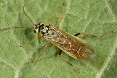 Aglaostigma lichtwardti