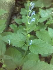 Scutellaria altissima
