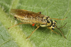 Aglaostigma lichtwardti