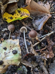 Psathyrellaceae
