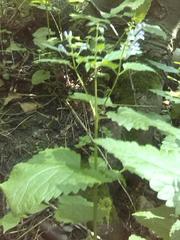 Scutellaria altissima