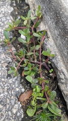 Portulaca oleracea