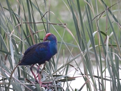 Porphyrio poliocephalus