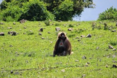 Theropithecus gelada
