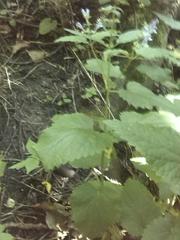 Scutellaria altissima