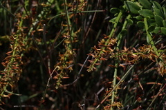 Stackhousia viminea