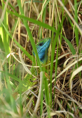 Lacerta viridis