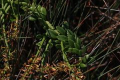 Stackhousia viminea