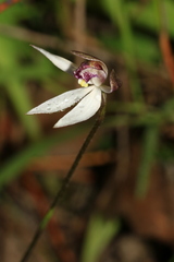 Caladenia saccharata