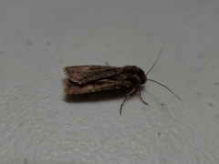 Agrotis munda