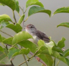 Prinia inornata