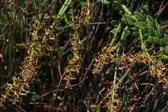 Stackhousia viminea