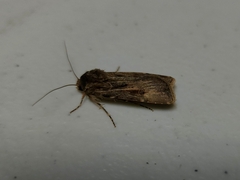 Agrotis munda