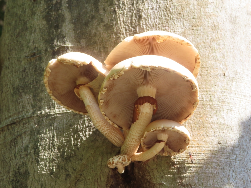 Cyclocybe cylindracea · September 2022 · photo: © mami_t_t (iNaturalist, cc-by)