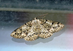 Cleorodes lichenaria