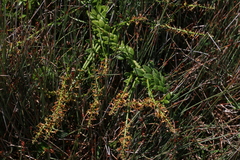 Stackhousia viminea