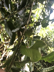 Glochidion philippicum