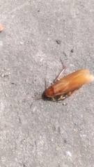 Shelfordella lateralis