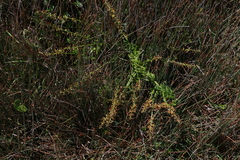 Stackhousia viminea