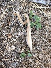 Mantis religiosa religiosa