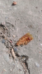 Shelfordella lateralis