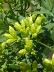 Euthamia caroliniana