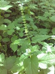 Scutellaria altissima