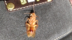 Shelfordella lateralis